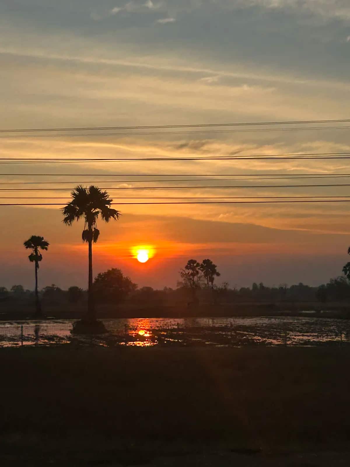 Palmiers en silhouette devant un soleil couchant qui se reflète dans une rizière inondée