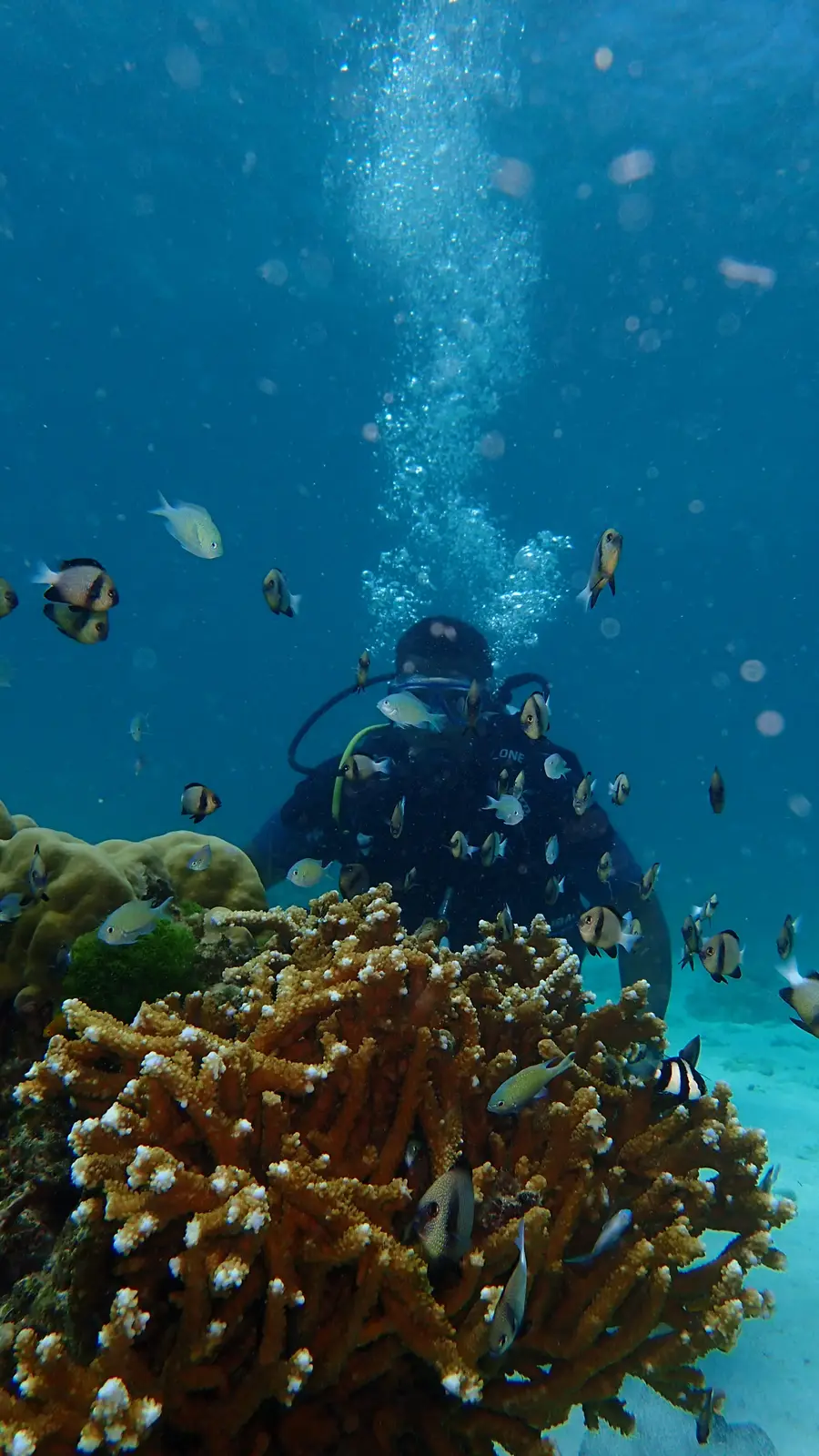 Massif de corail dur entouré de poissons-papillons et de poissons-clowns, en plongée près de Phuket