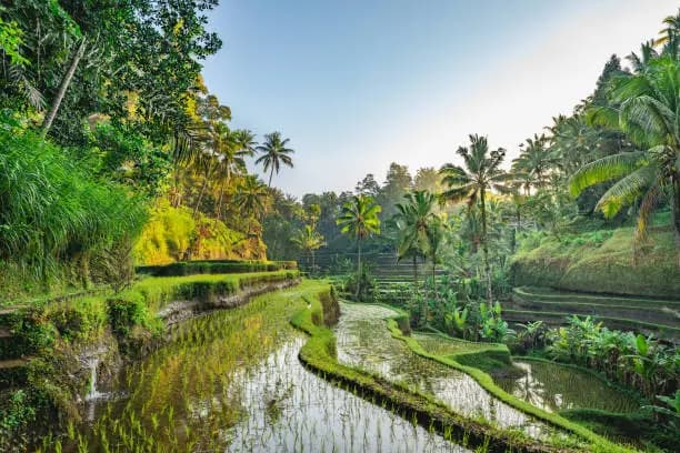 Flooded terraced rice fields lined with palm trees, in late-afternoon light