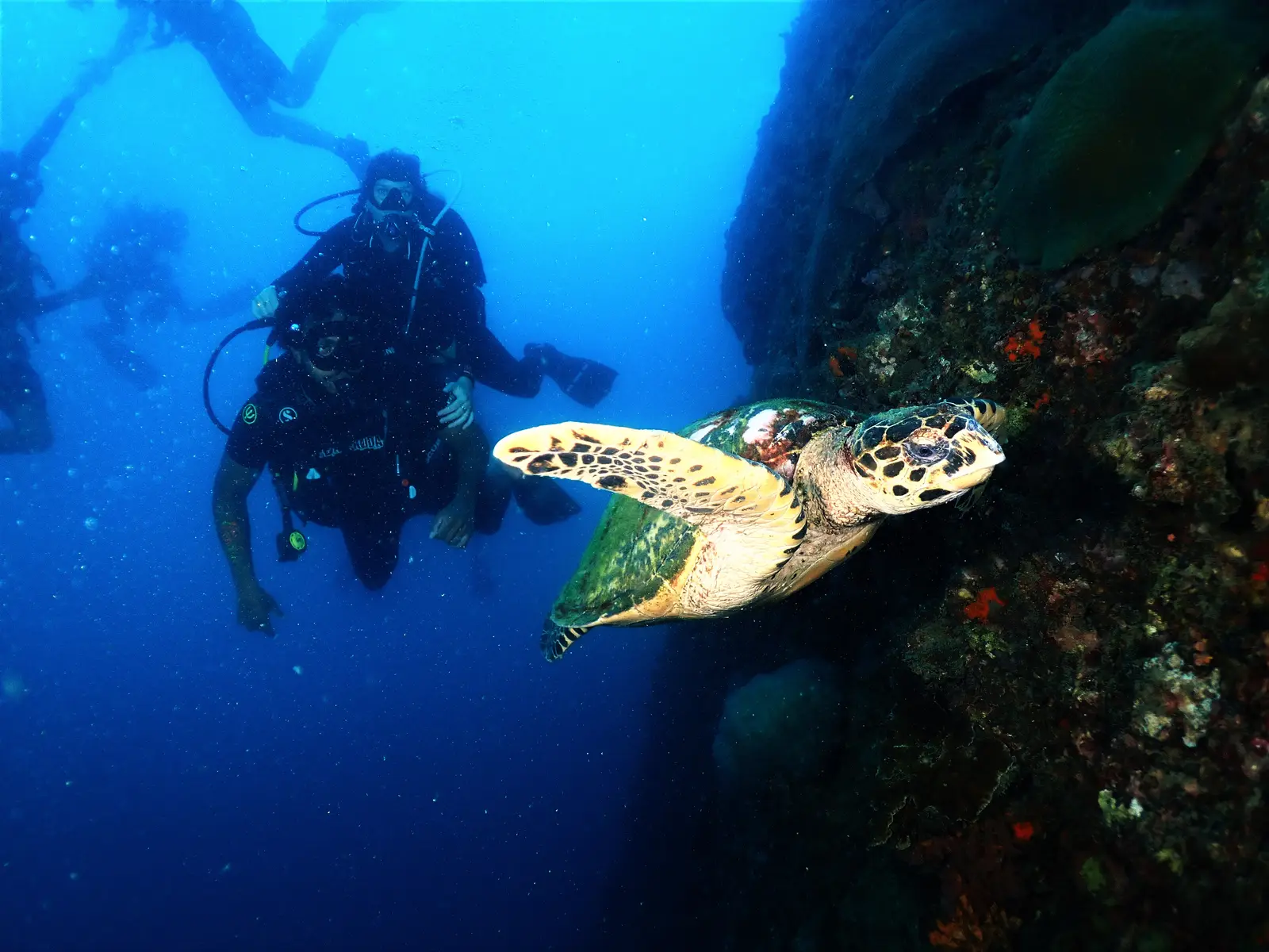 Tortue marine nageant le long d'un tombant rocheux, deux plongeurs en arrière-plan, près de Phuket